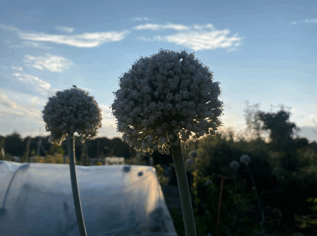 Wat te doen met doorgeschoten prei