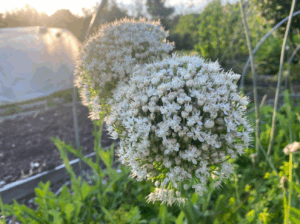 Wat te doen met doorgeschoten prei