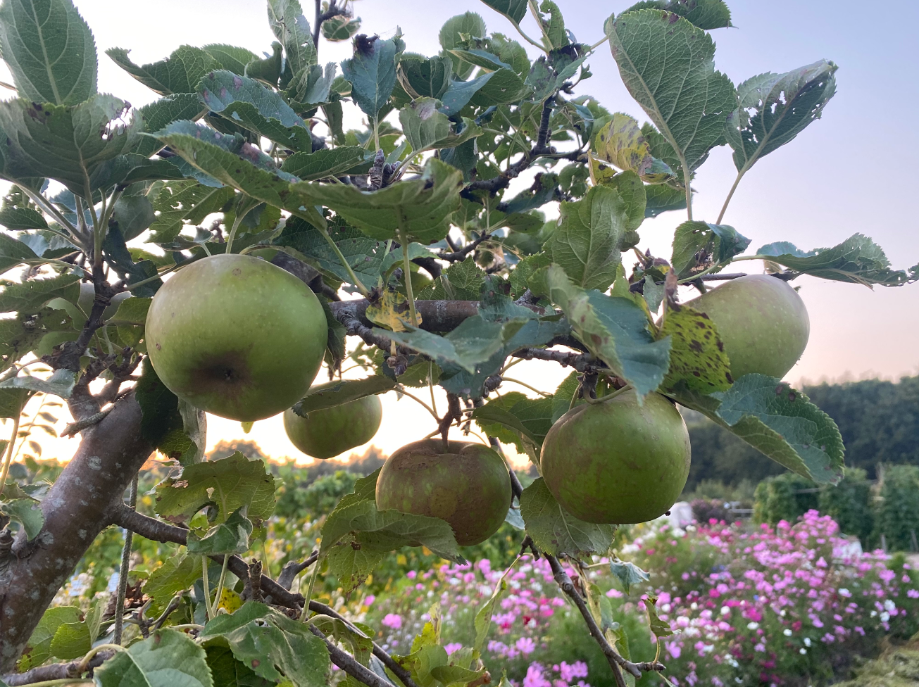 Wat te doen met je appeloogst