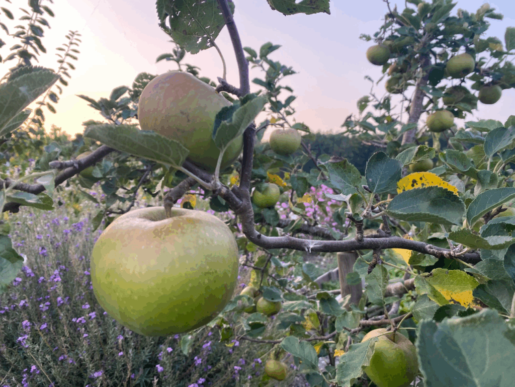 Wat te doen met je appeloogst