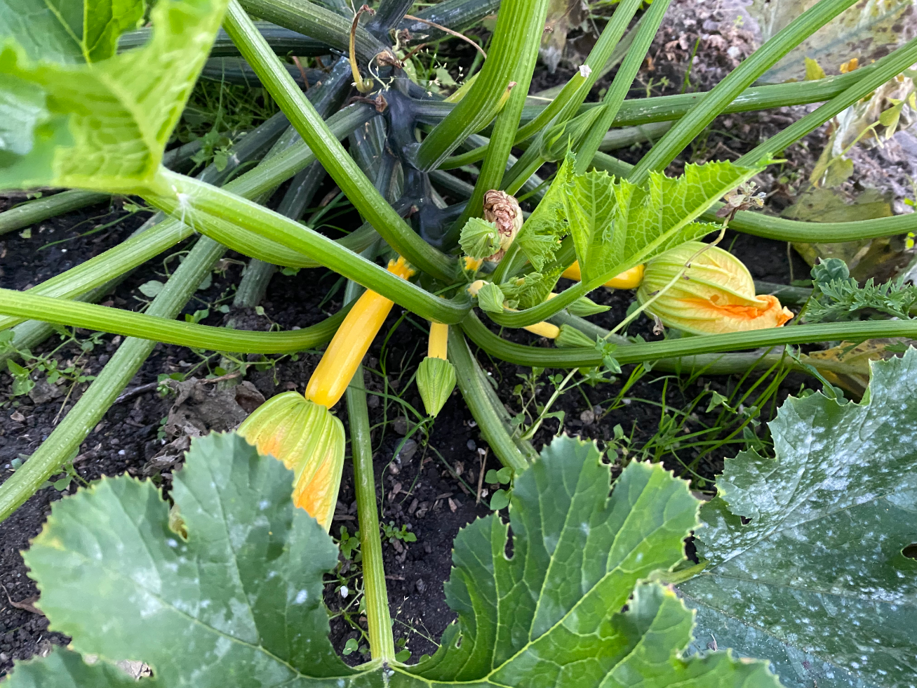 Wat te doen met je courgette oogst
