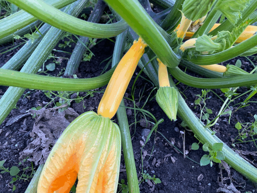 Wat te doen met je courgette oogst
