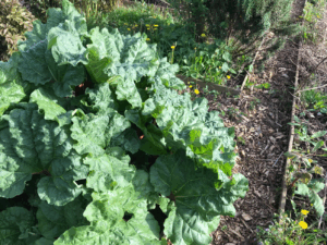 Wat te doen met je rabarberoogst