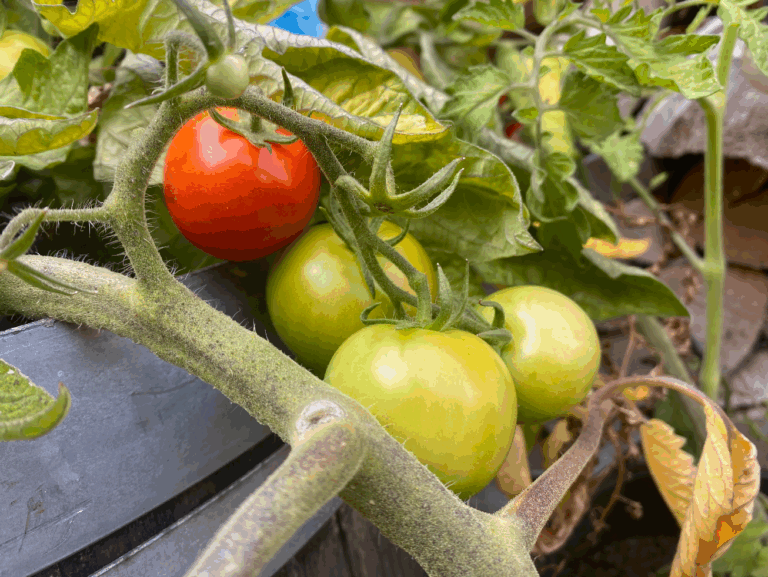 Wat te doen met je tomatenoogst
