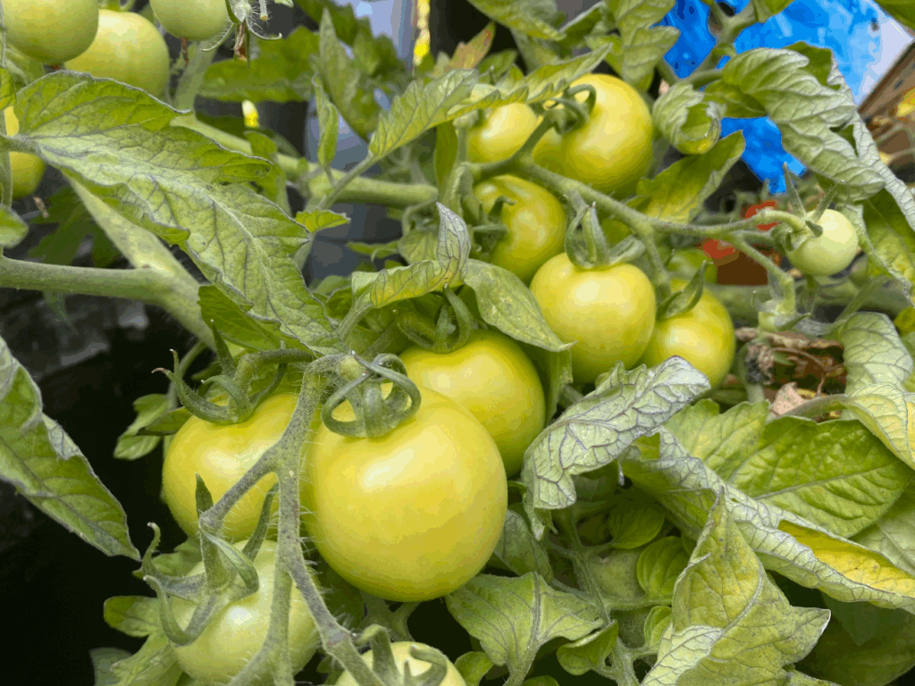 Wat te doen met je tomatenoogst