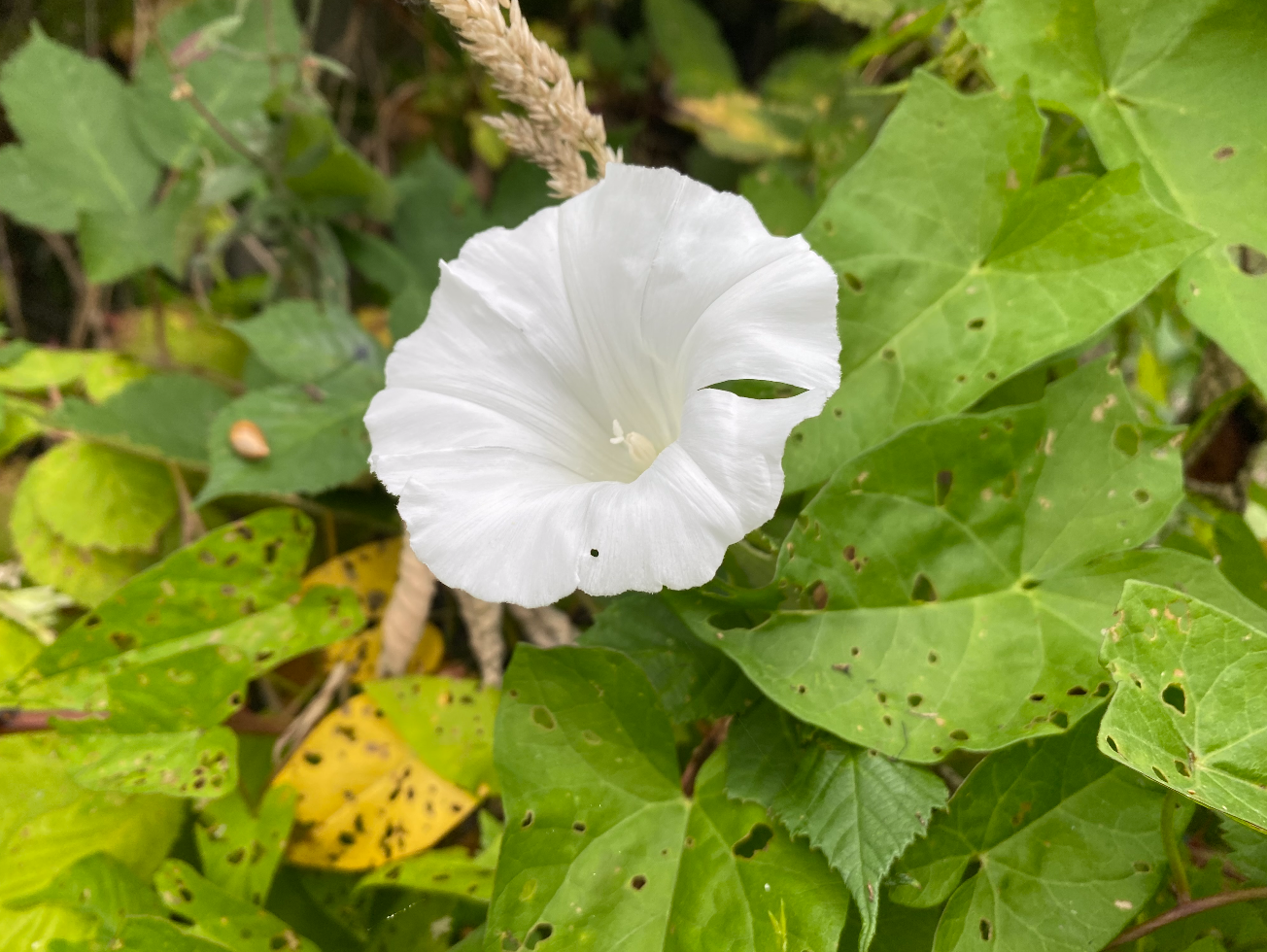 Wat te doen tegen winde in de moestuin