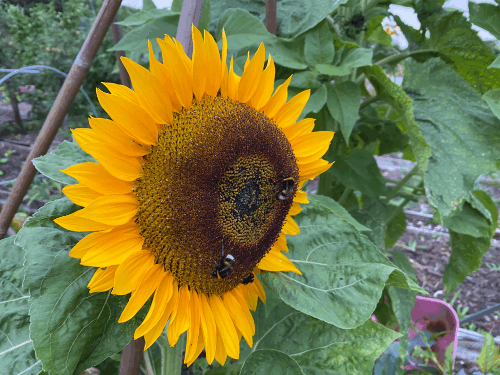 Wedstrijd zonnebloemen kweken
