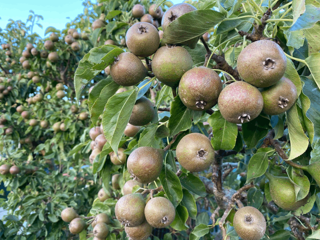 Welke maand perenboom planten