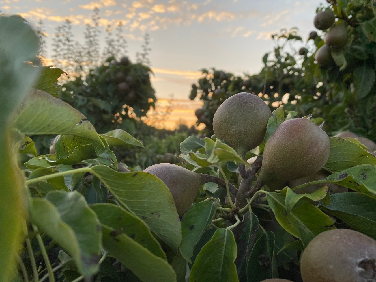 Welke maand perenboom planten