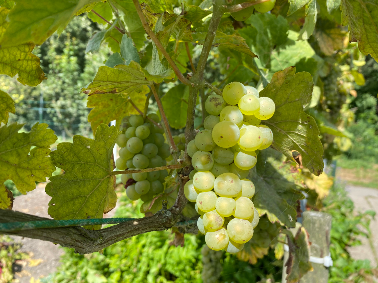 Witte druiven kweken