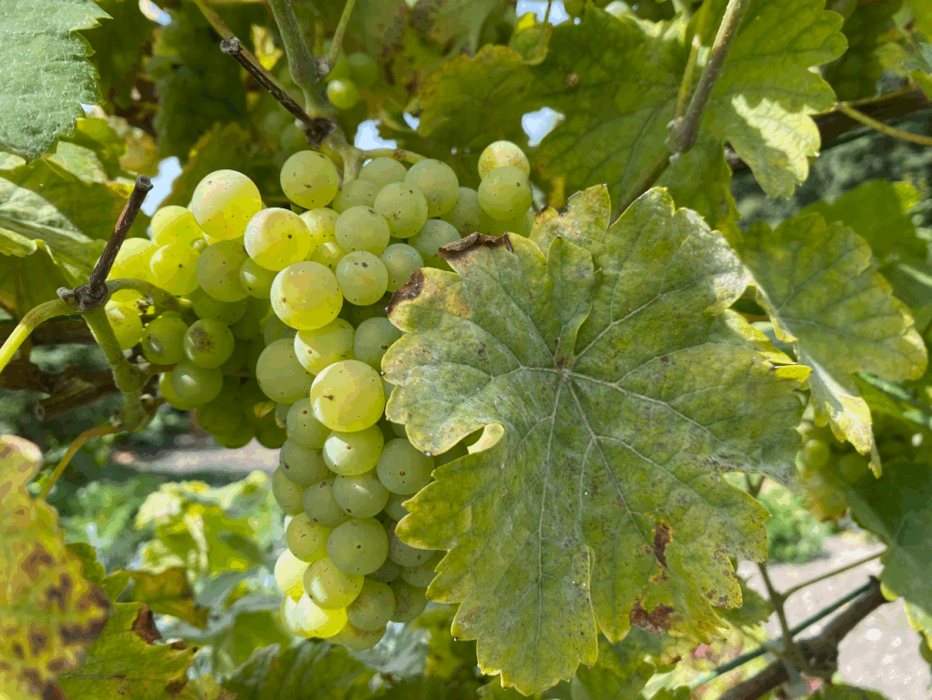 Witte druiven kweken