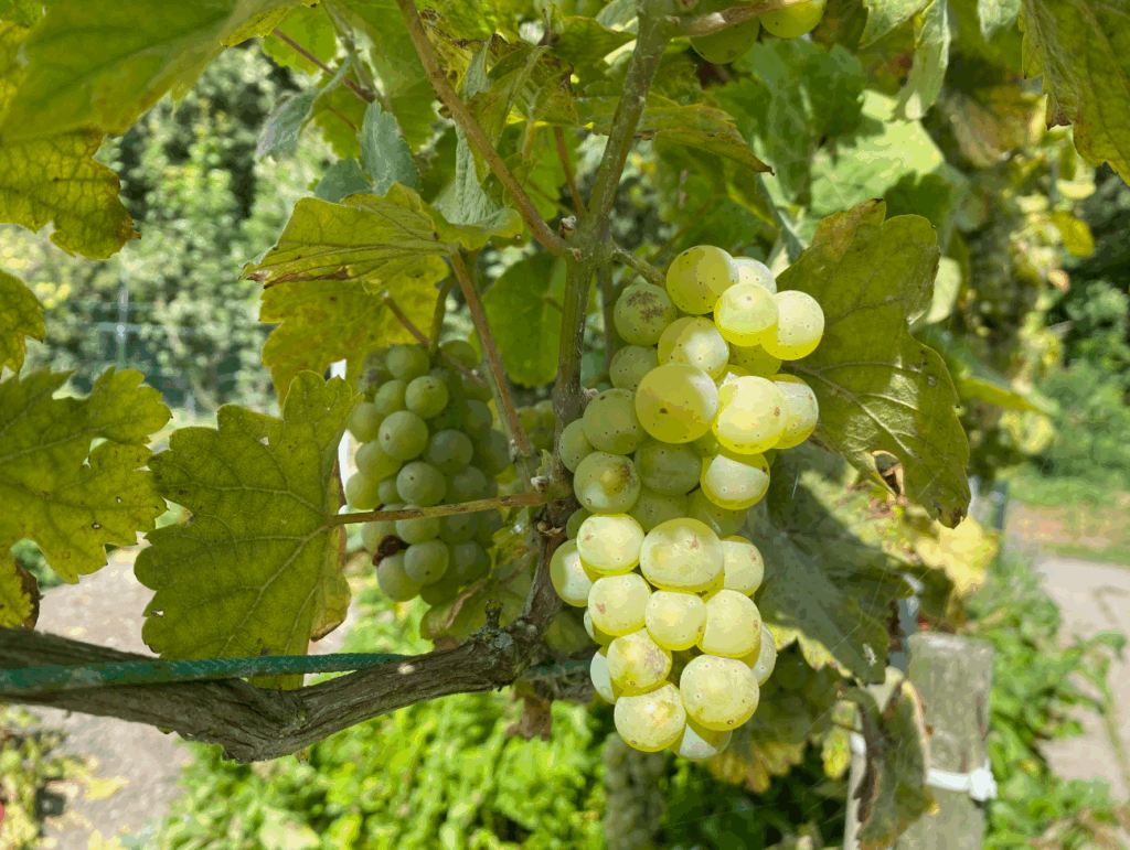 Witte druivenstruik