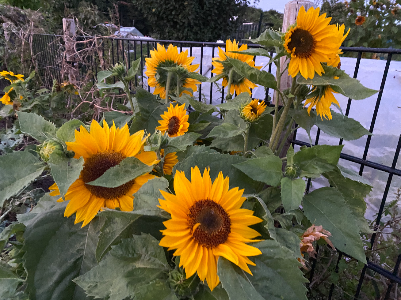 Zaaien zonnebloemen zichzelf uit