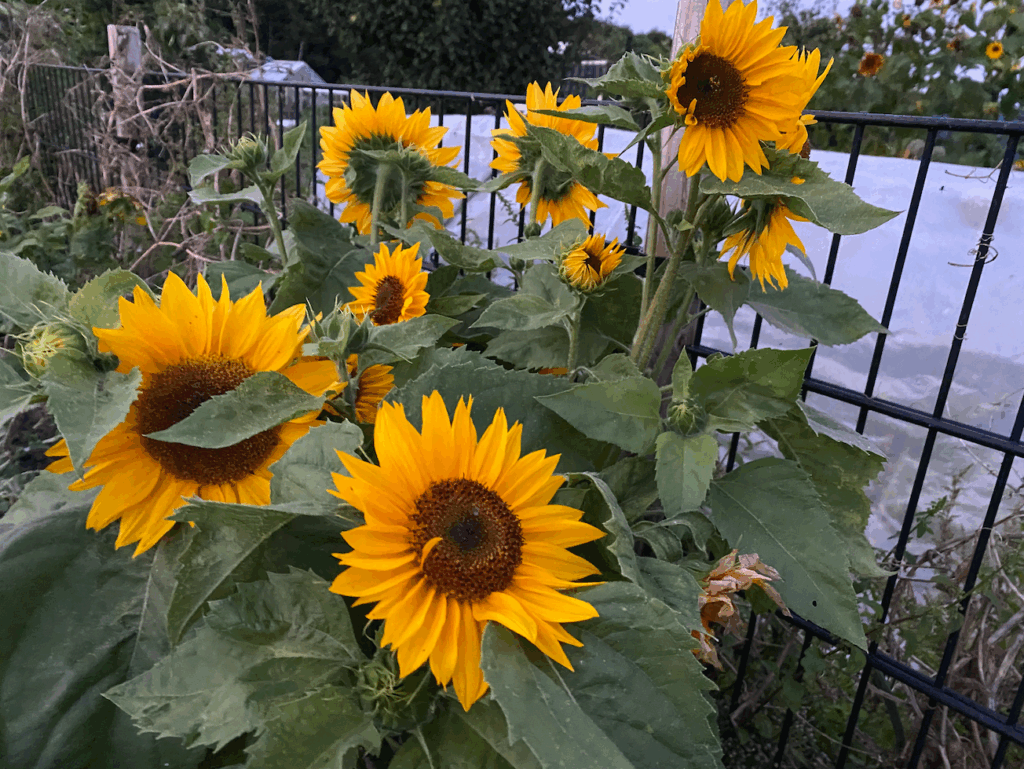 Zaaien zonnebloemen zichzelf uit