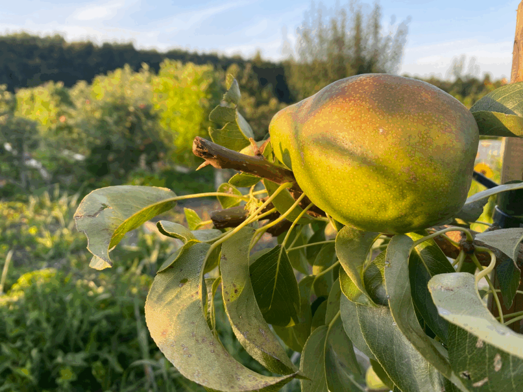 Zelf een perenboom kweken
