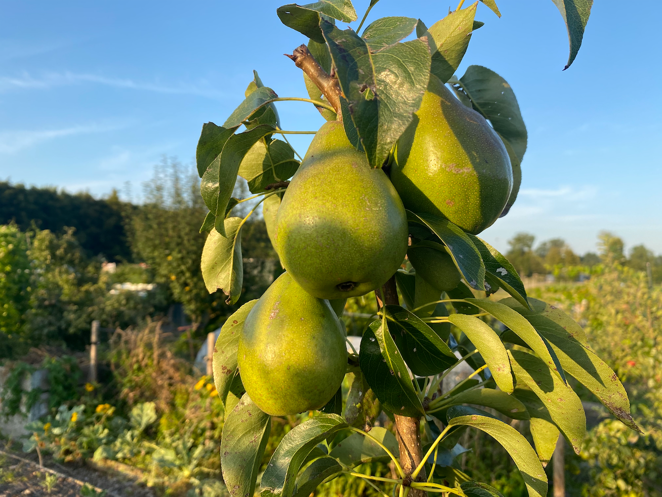 Zelf een perenboom kweken