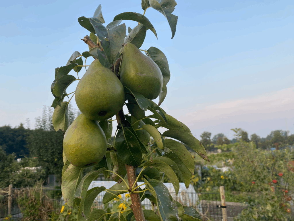Zelf handperen kweken