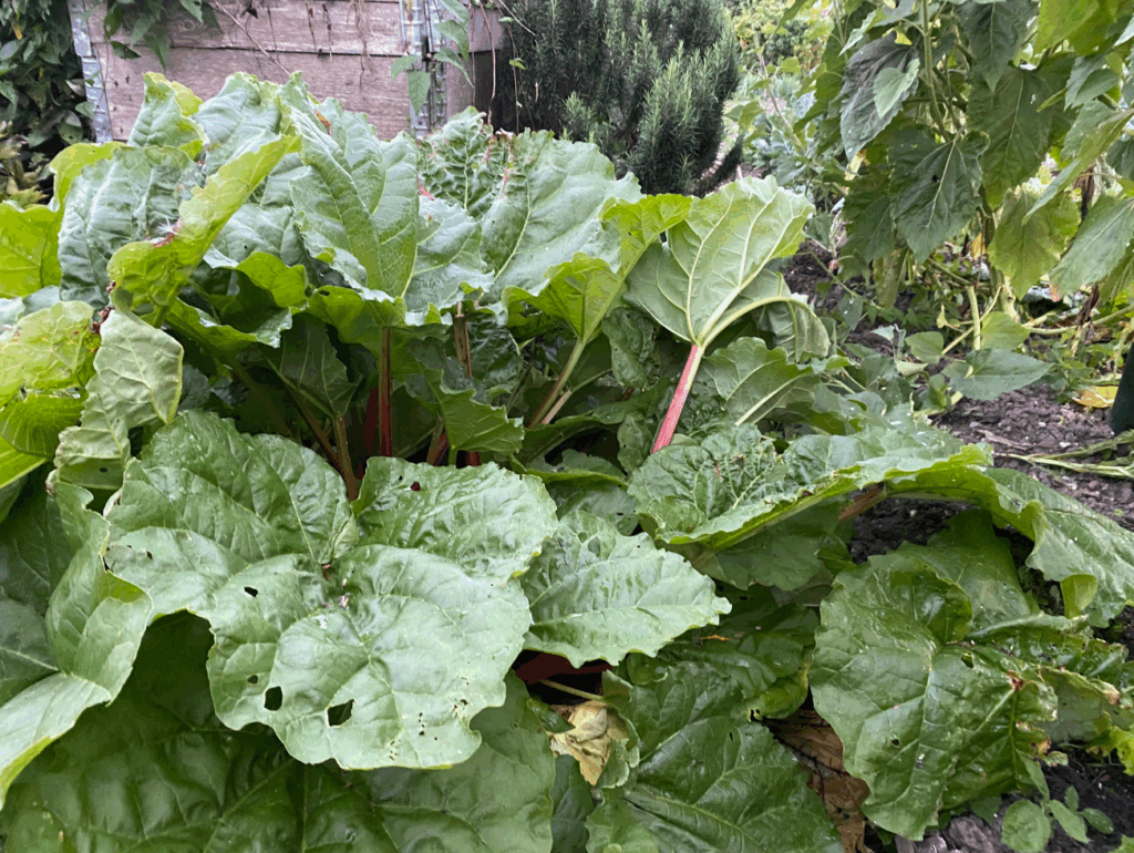 Zelf rabarber kweken