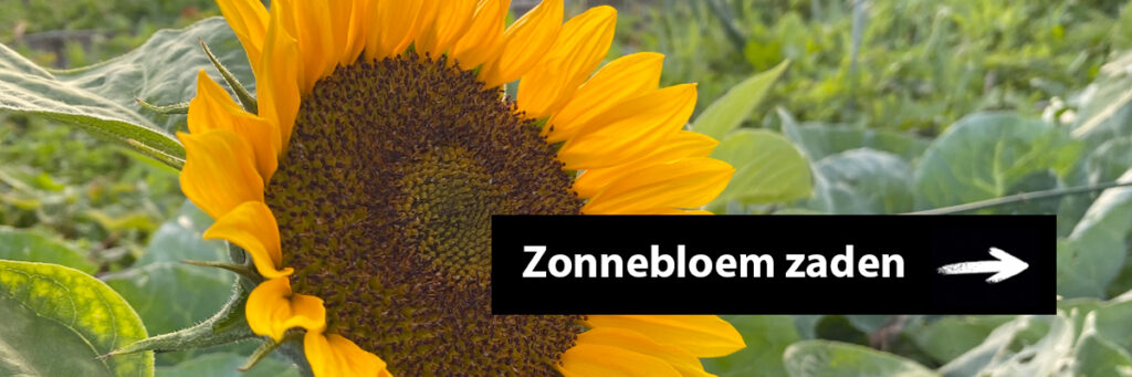 Zonnebloem zaden