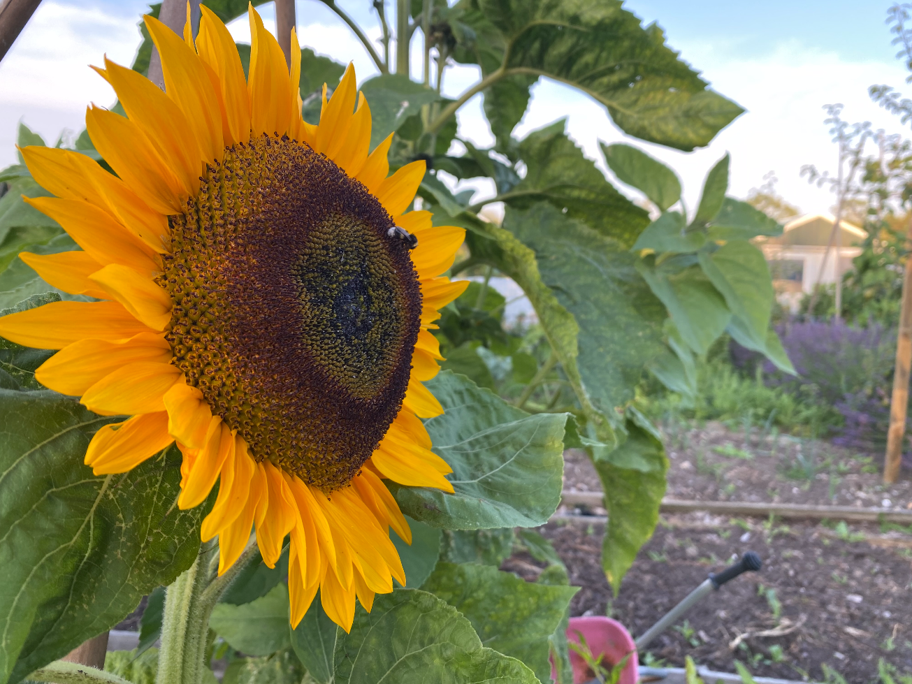 Zonnebloemen kweken voor zaadjes