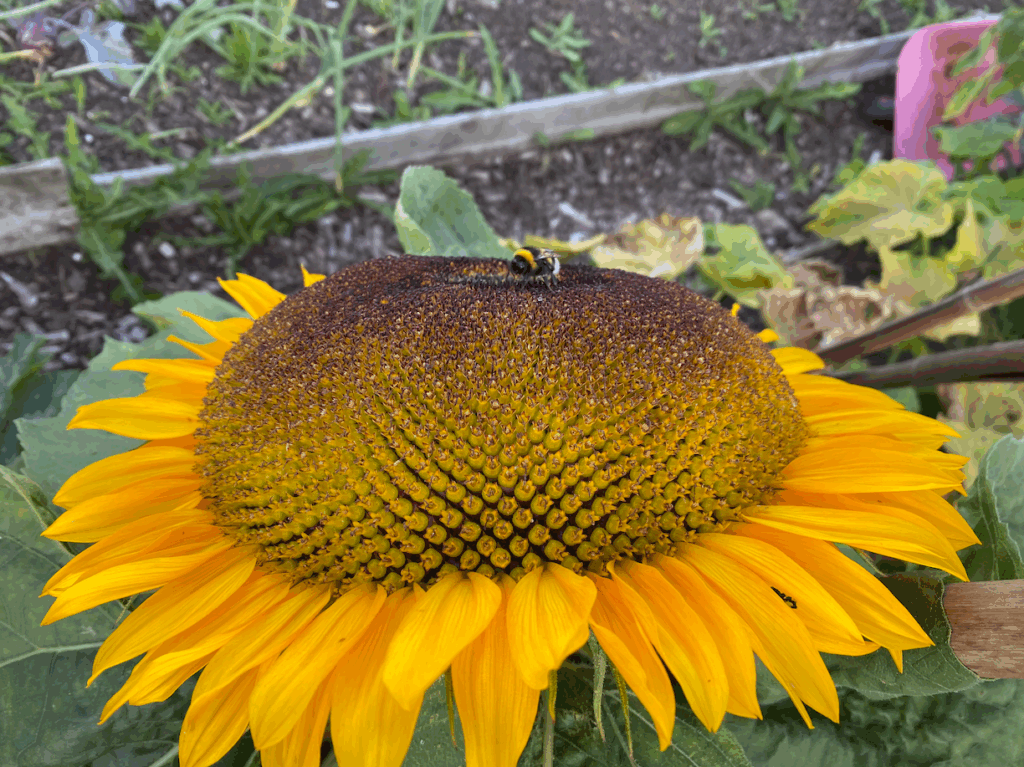 Zonnebloemen kweken voor zaadjes