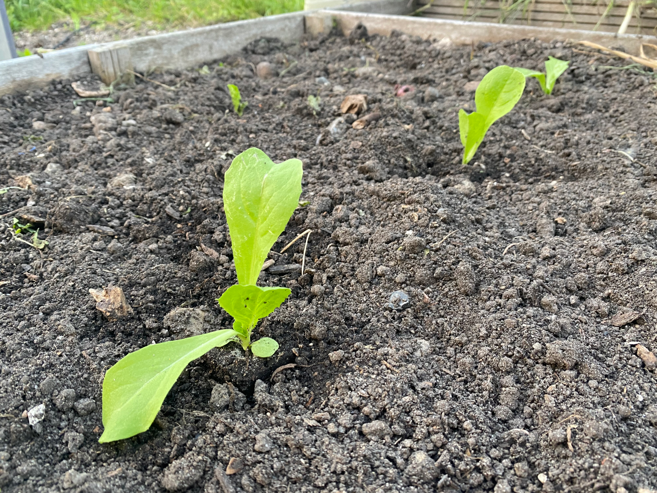 Andijvie planten in de volle grond