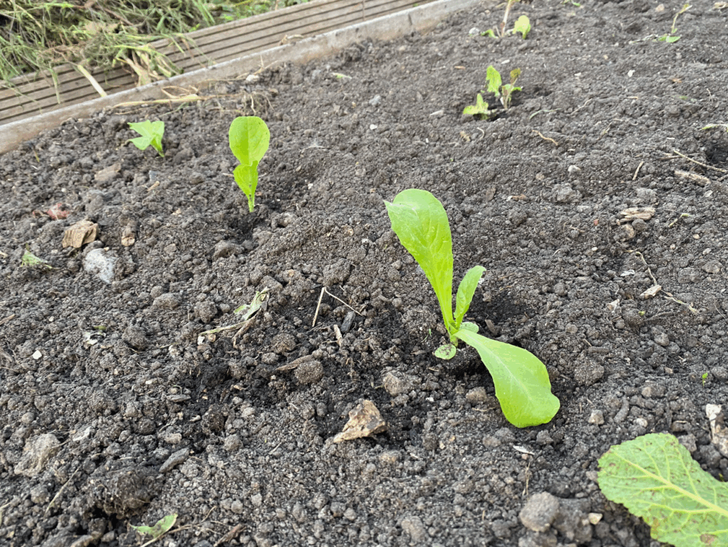 Andijvie planten in de volle grond