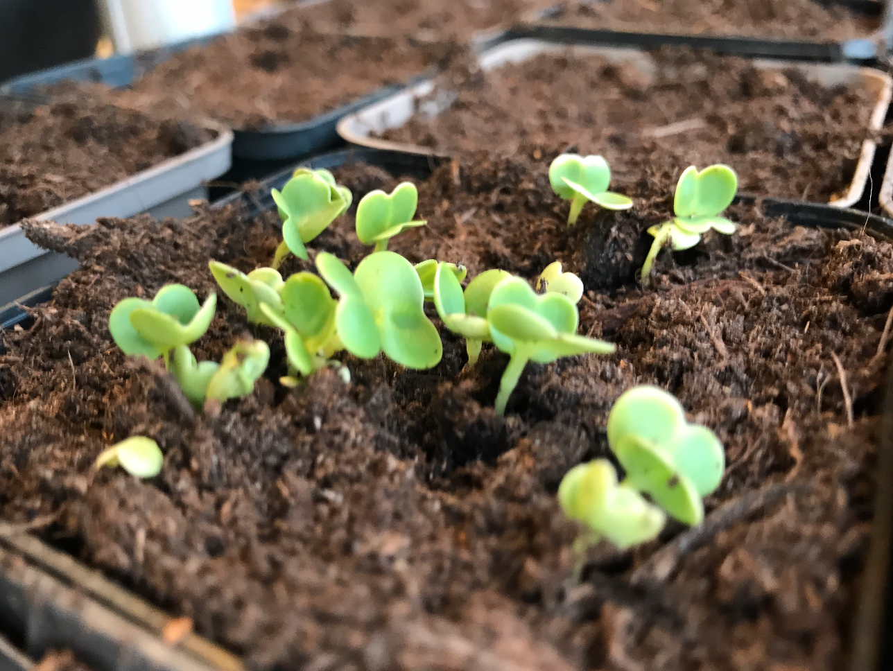 Beginnen met het zaaien van groente plantjes