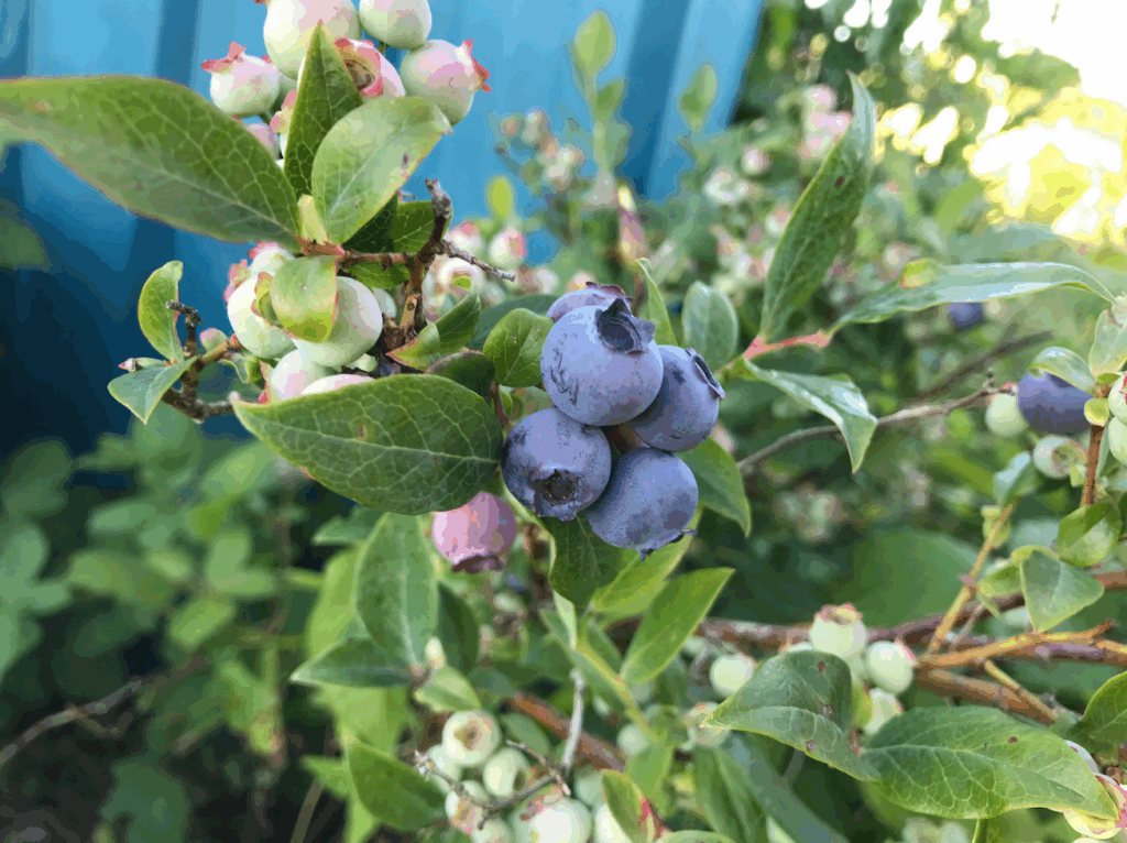 Blauwe bessen planten kopen