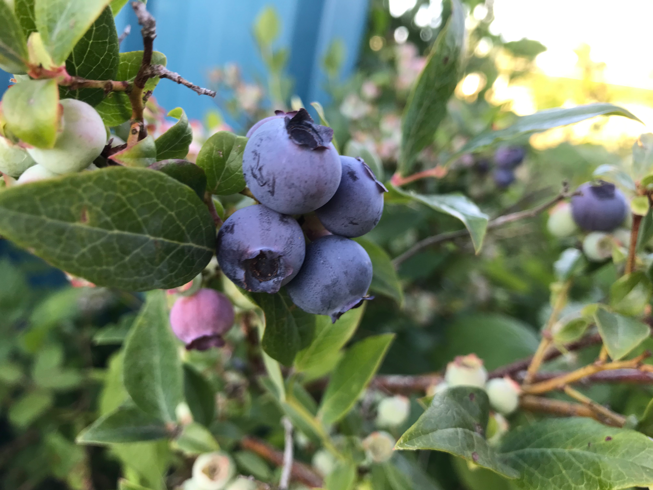 Blauwe bessen planten kopen