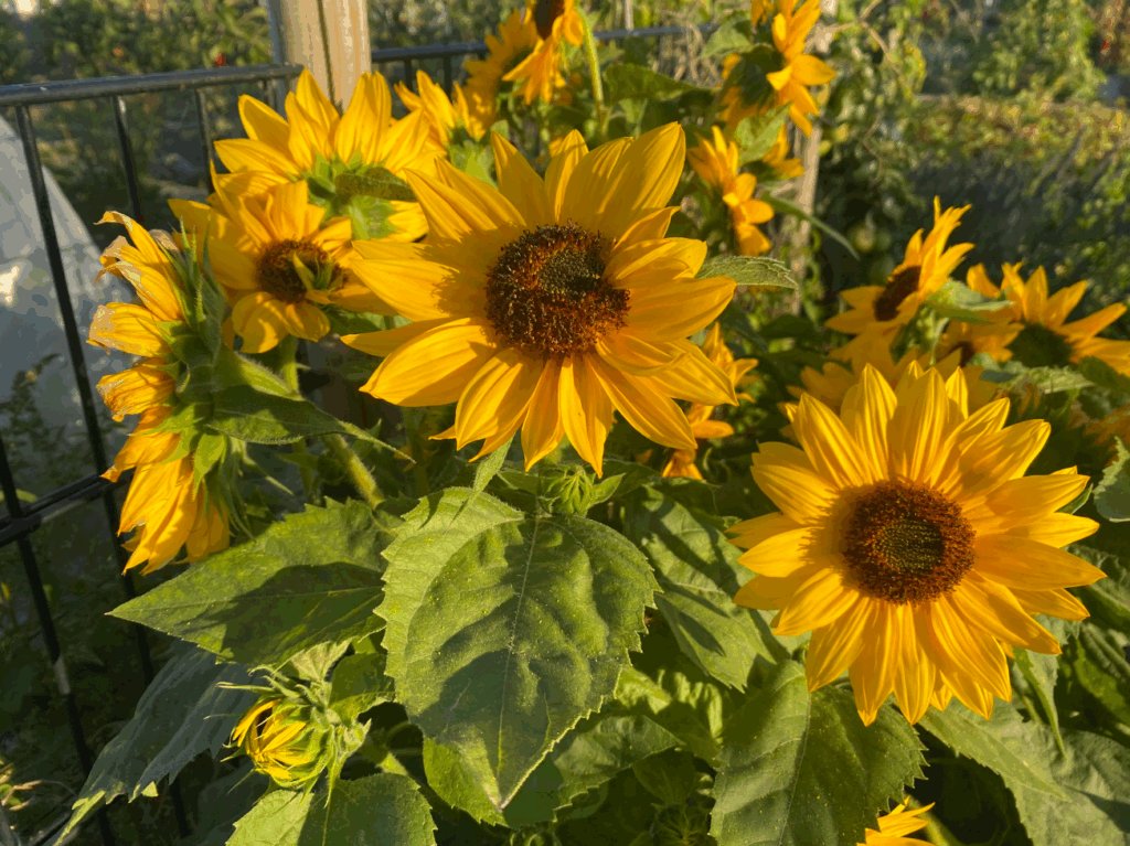 Bloemen pluktuin voor beginners