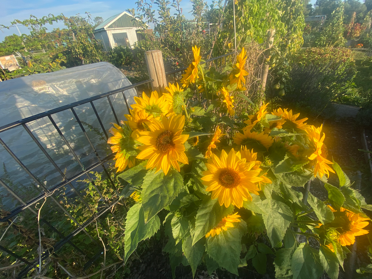 Bloemen pluktuin voor beginners