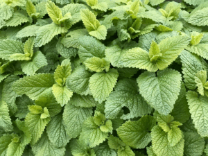 citroenmelisse zaaien