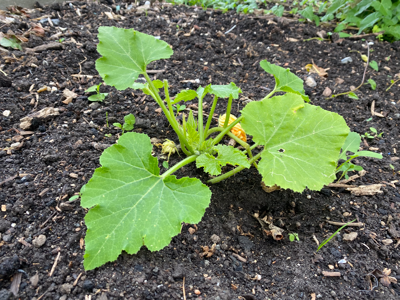 Courgette plantjes kopen