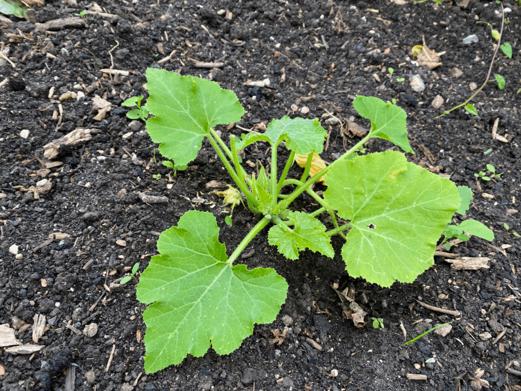 Courgette plantjes kopen