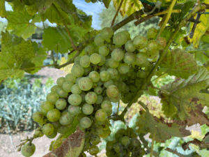 Druivenstruik snoeien in september