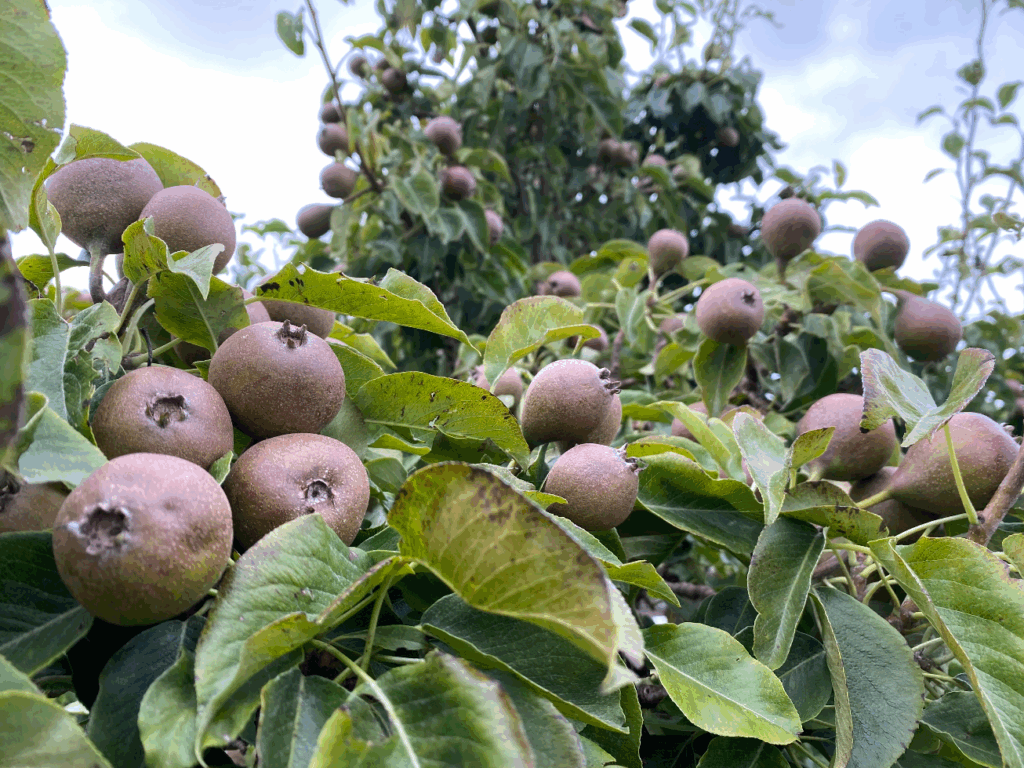 Een fruittuin beginnen