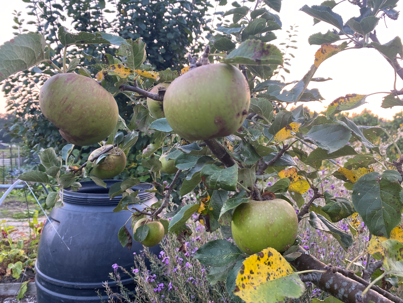 Een fruittuin voor beginners