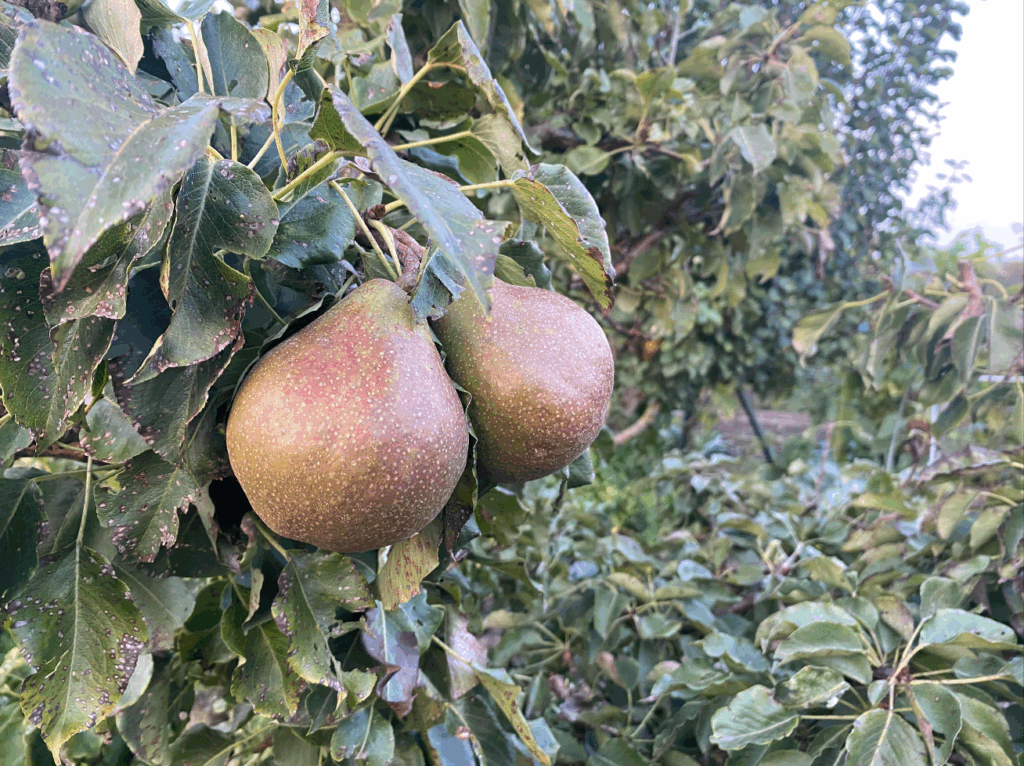 Een fruittuin voor beginners