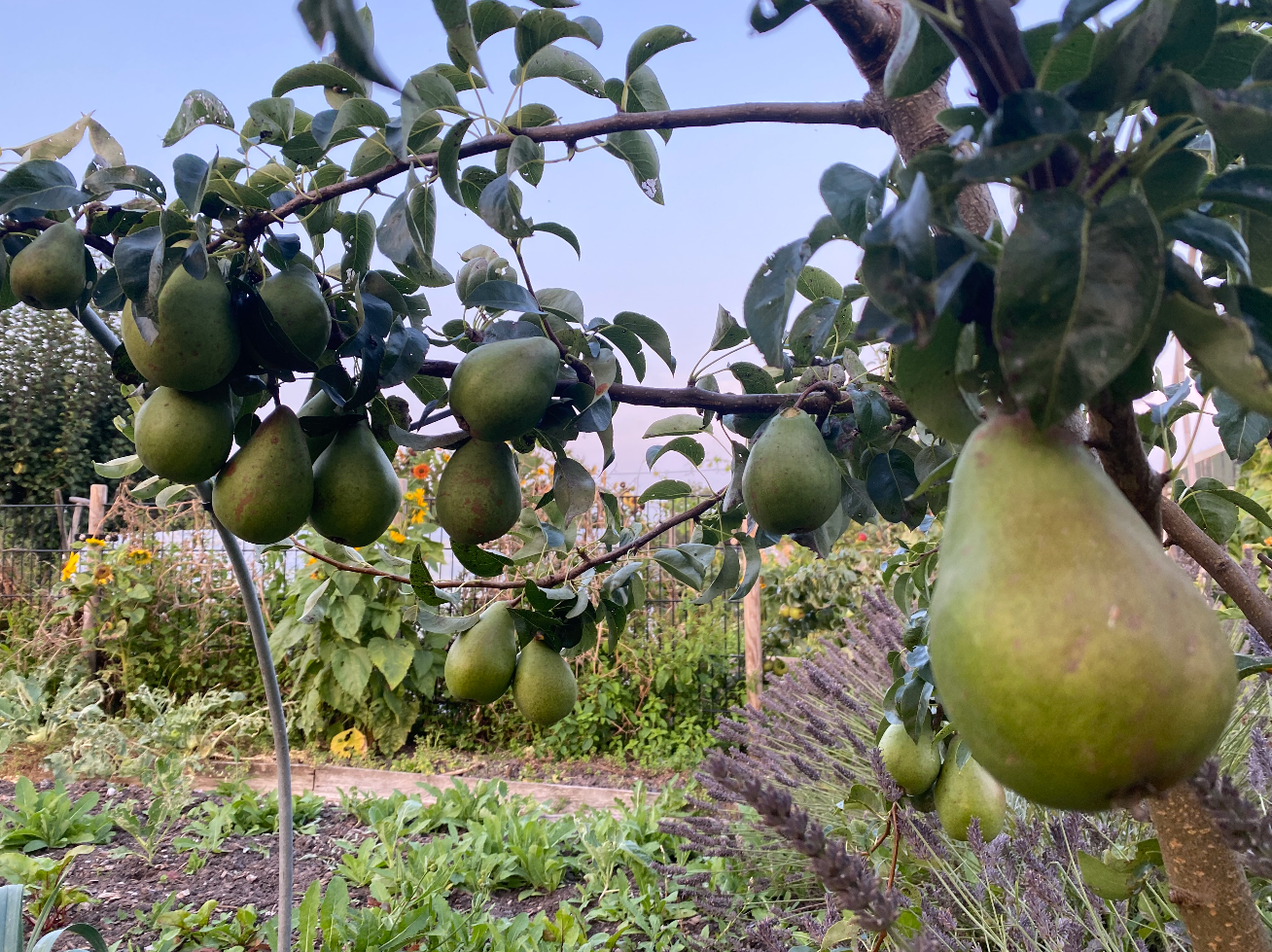 Groeien peren in Nederland