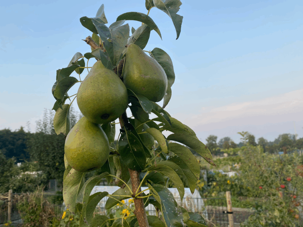 Groeien peren in Nederland