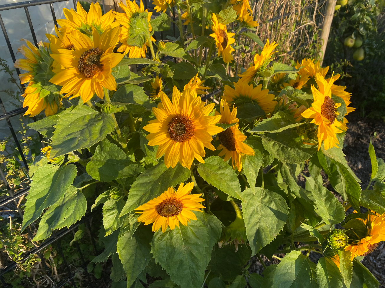 Grote zonnebloemen kweken