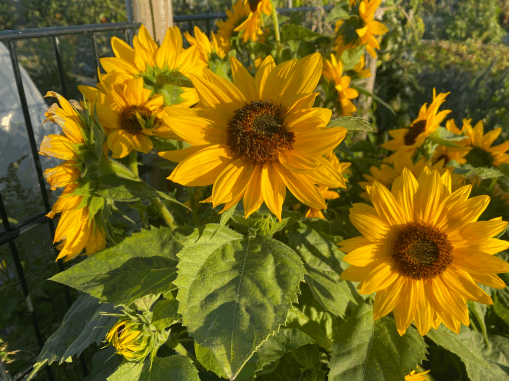 Grote zonnebloemen kweken