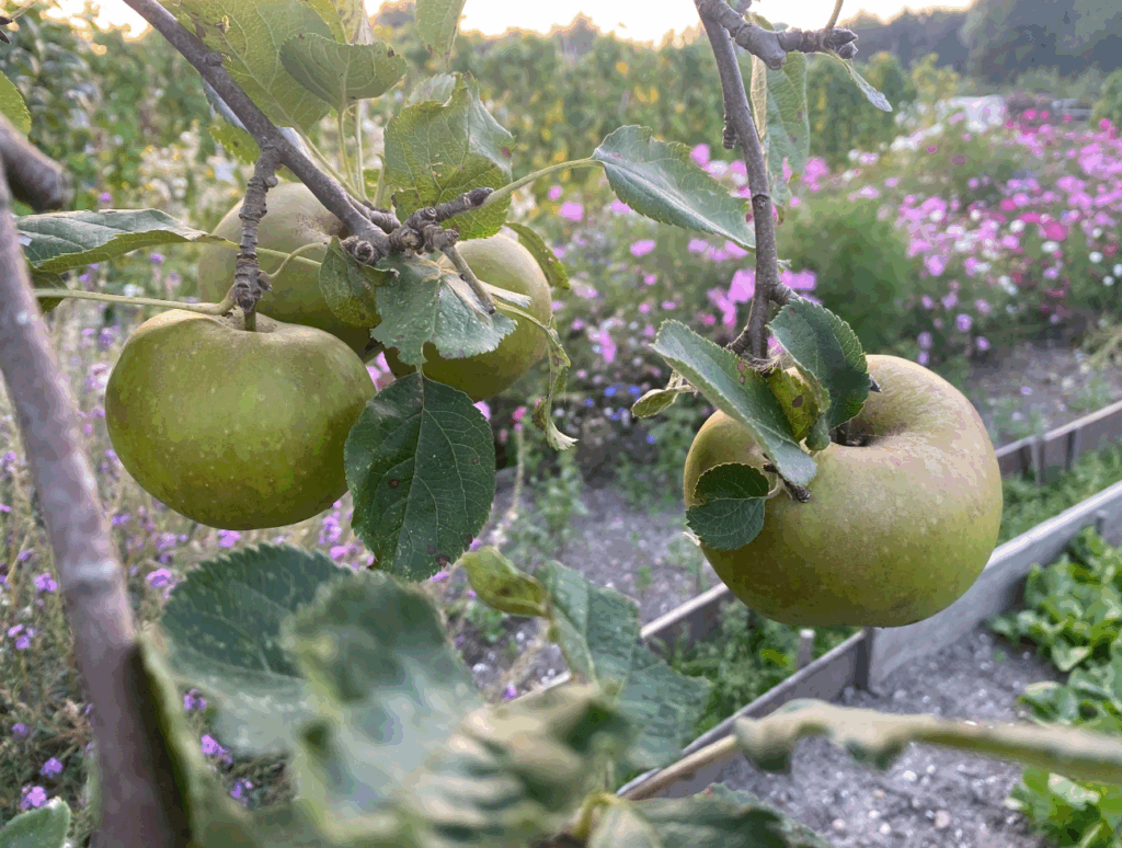 Hoe begin je een fruittuin