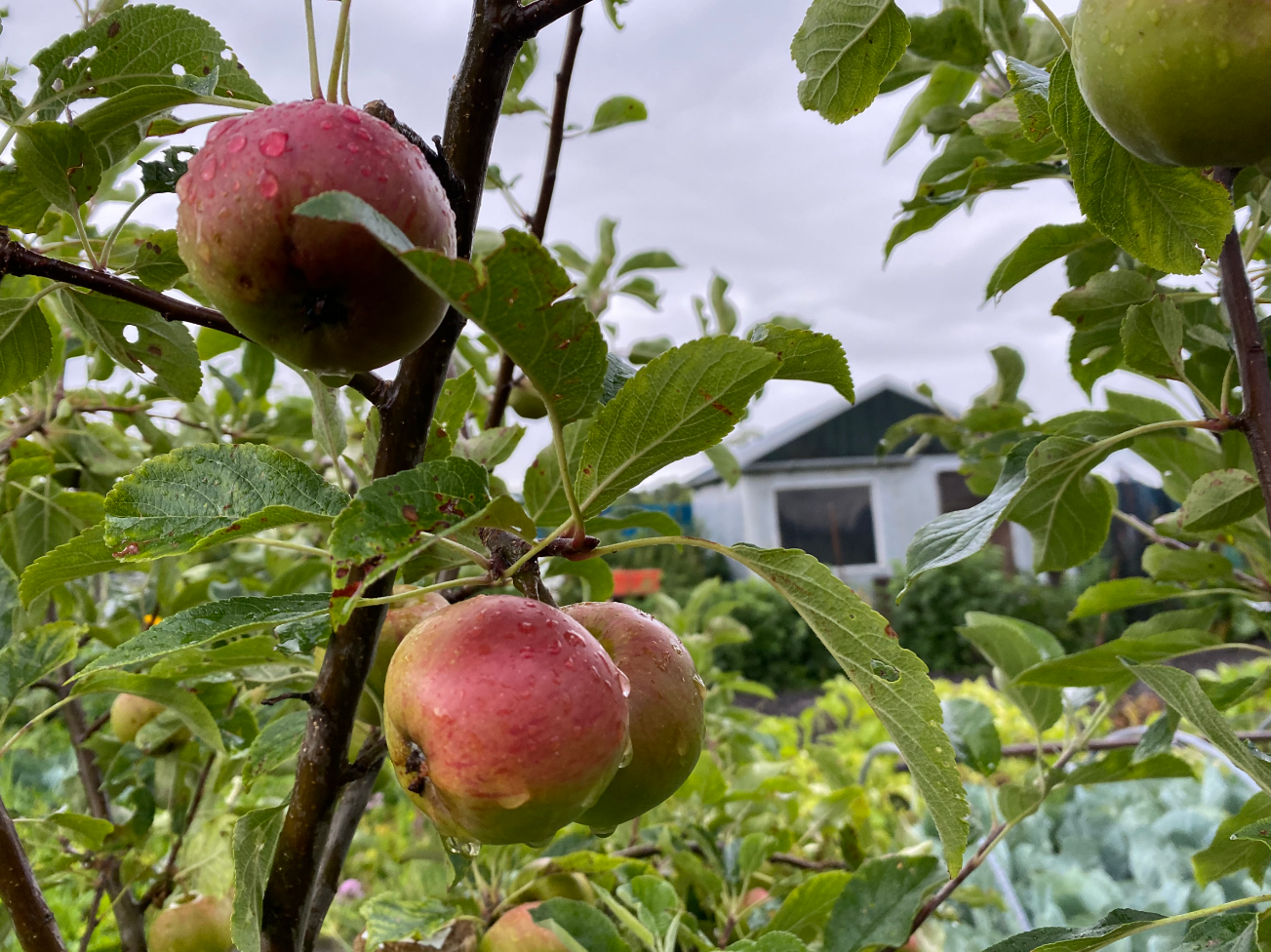 Hoe begin je met het kweken van fruit