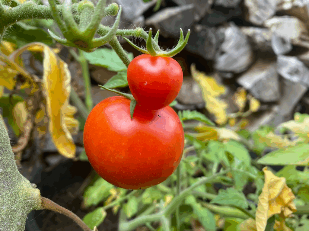 Hoe begin je met het kweken van tomaten
