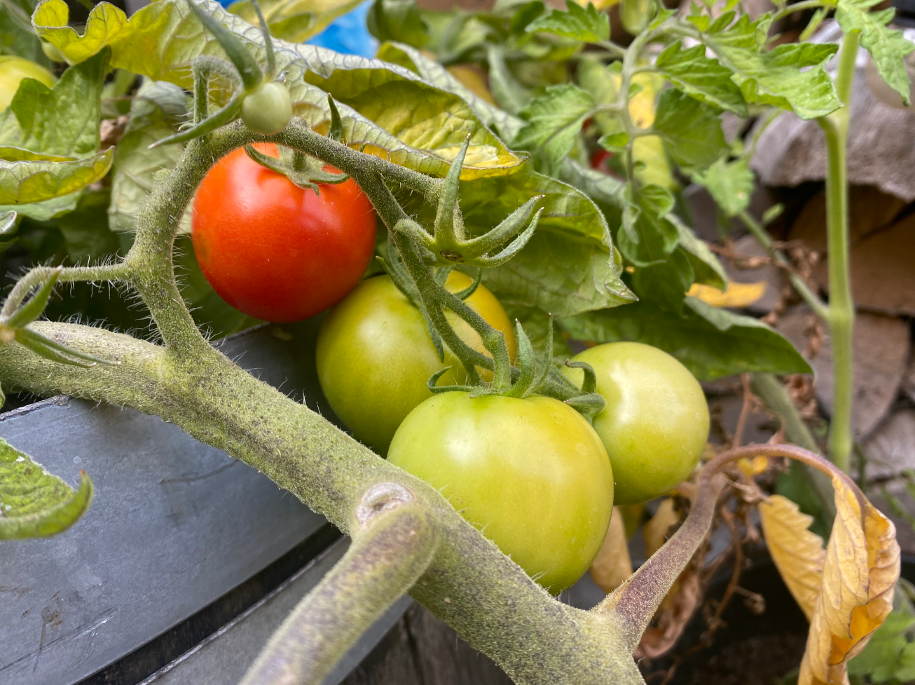 Hoe begin je met het kweken van tomaten