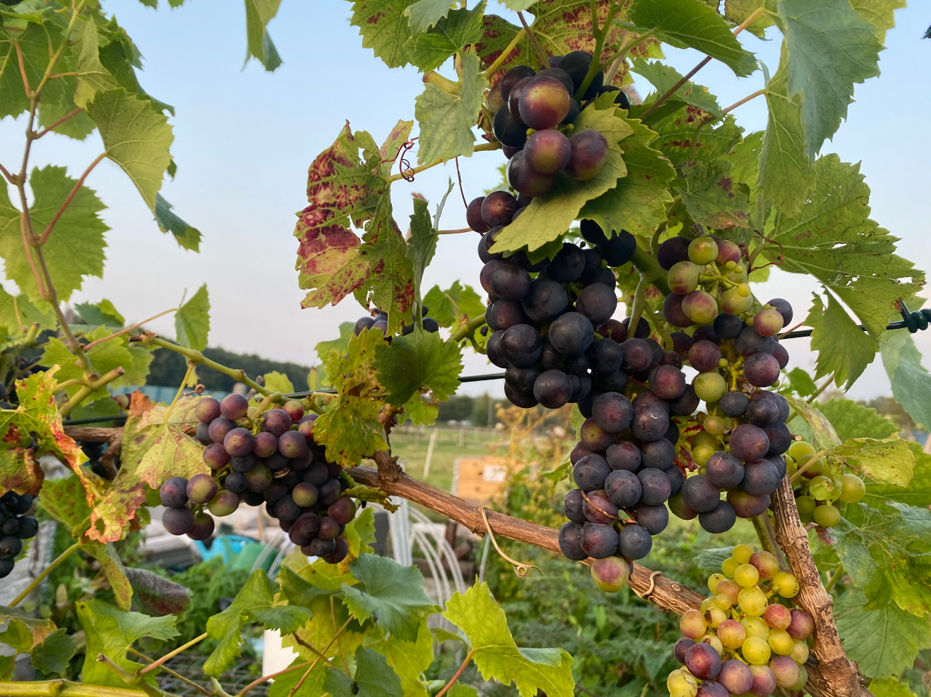 Hoe krijg je dikke druiven