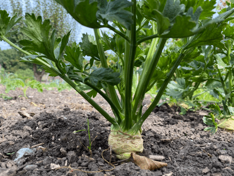 Hoe lang moet knolselderij groeien