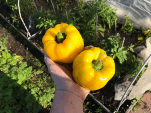 Hoeveel paprika's aan 1 plant